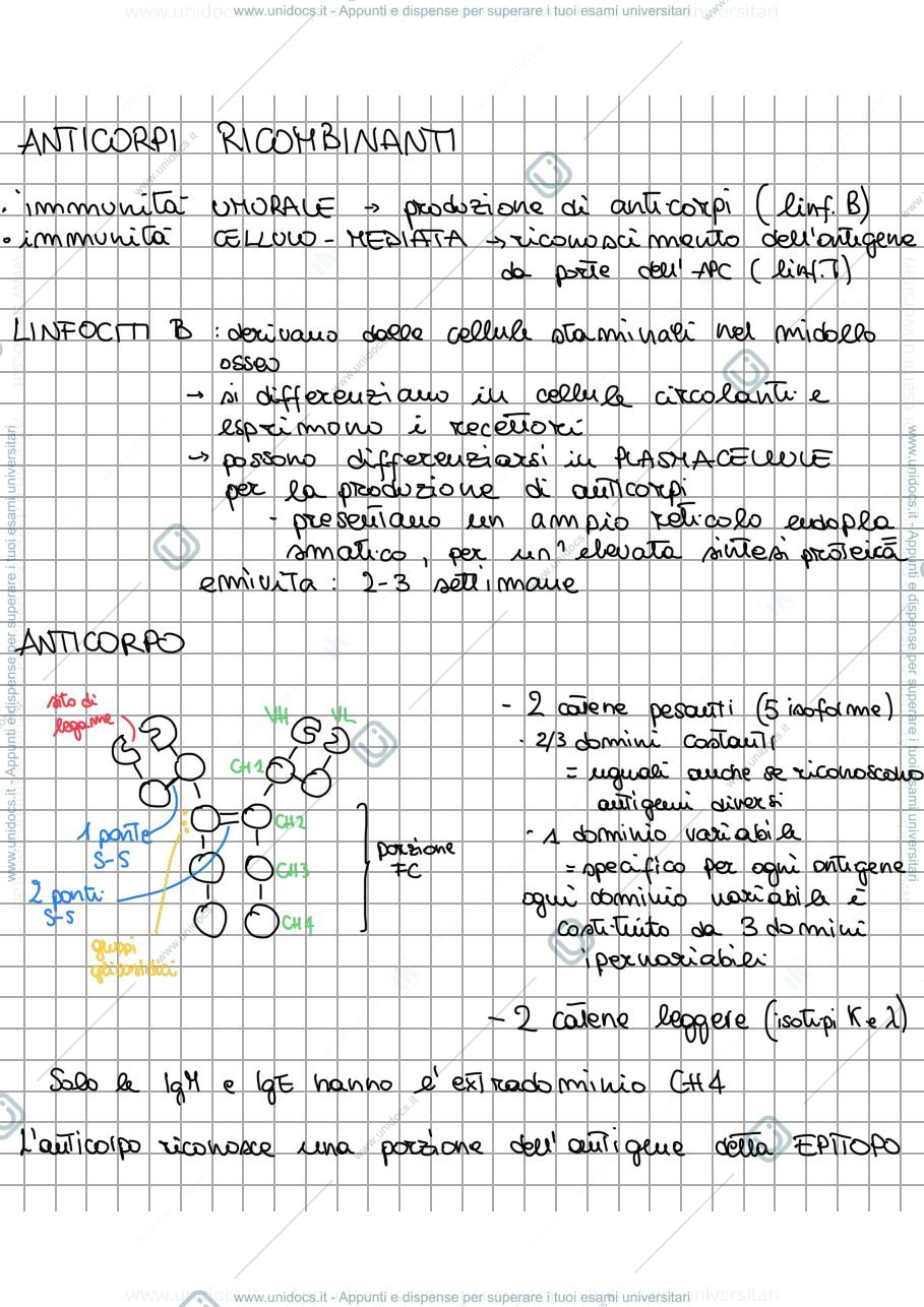 Anteprima pagina 1 — APPUNTI ANTICORPI RICOMBINANTI 