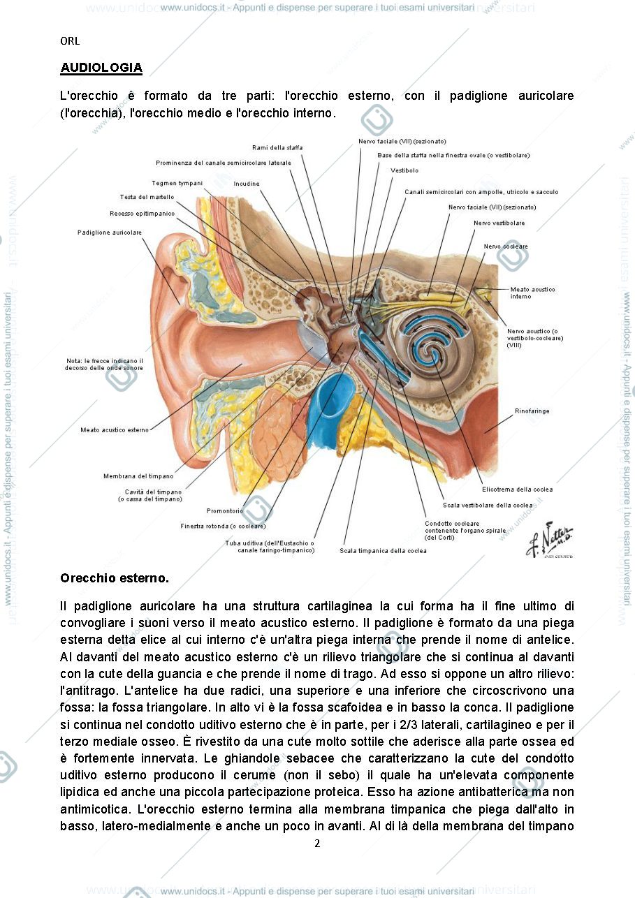 Anteprima pagina 2 — Appunti Audiologia Orl pag. 157