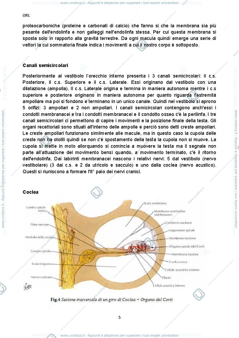 Anteprima pagina 5 — Appunti Audiologia Orl pag. 157