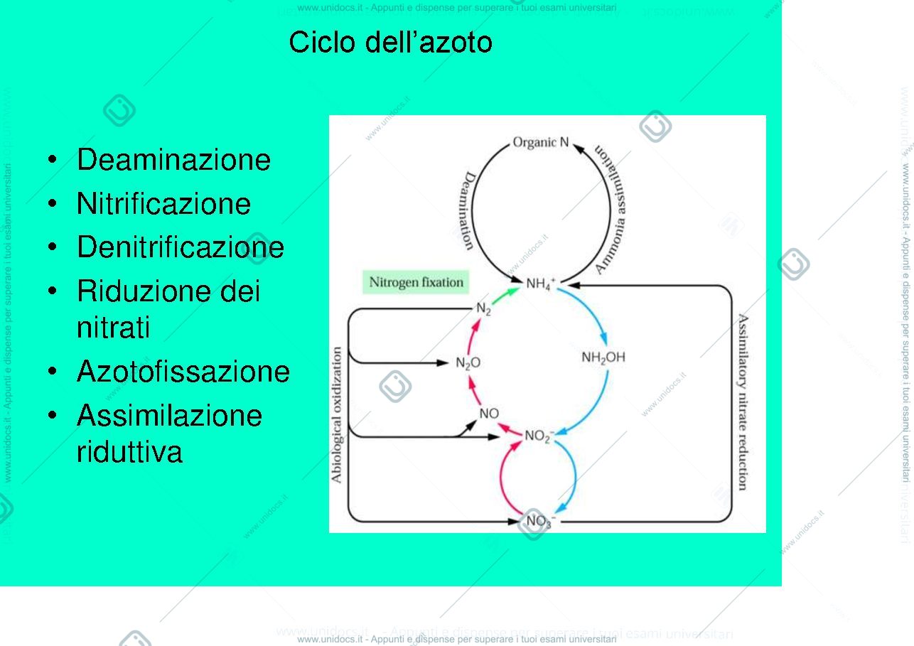 Anteprima pagina 1 — ciclo azoto