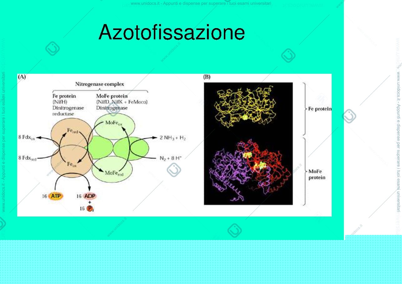 Anteprima pagina 2 — ciclo azoto