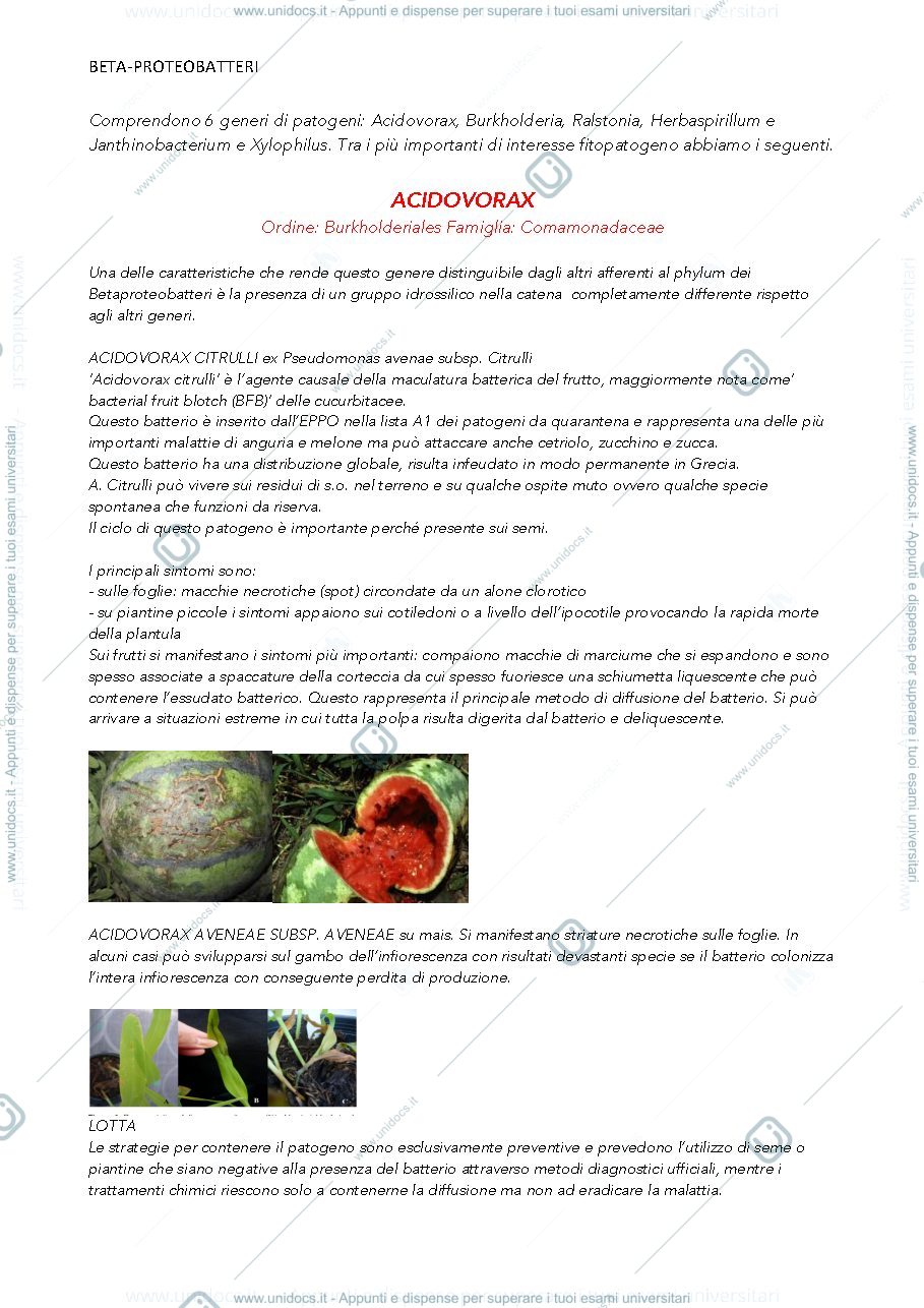 Anteprima pagina 1 — batteriologia