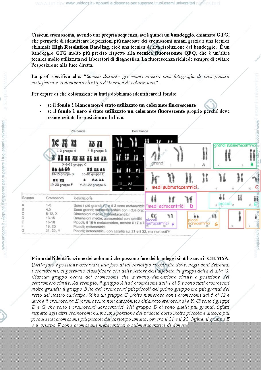 Anteprima pagina 3 — citogenetica