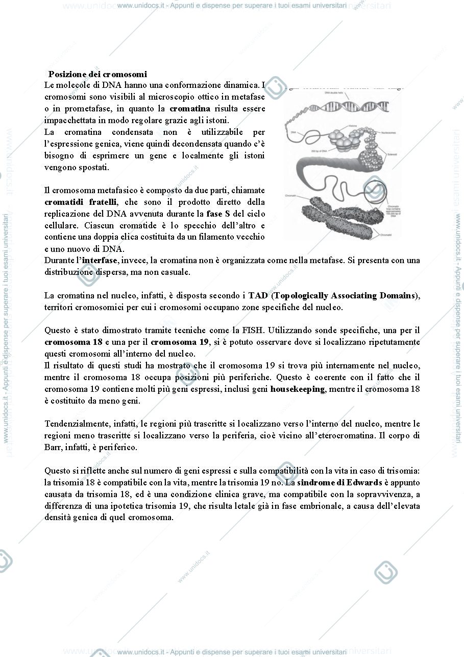 Anteprima pagina 3 — citogenetica