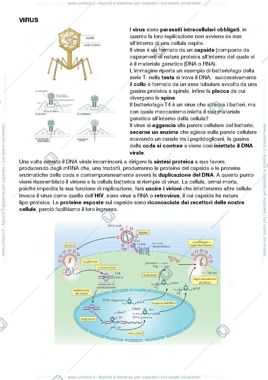 Anteprima pagina 2 — citologia e istologia sbobine 
