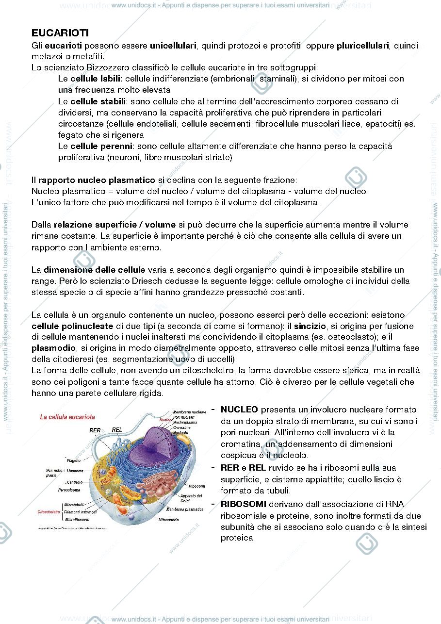 Anteprima pagina 3 — citologia e istologia sbobine 