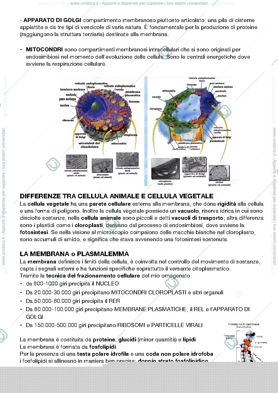 Anteprima pagina 4 — citologia e istologia sbobine 
