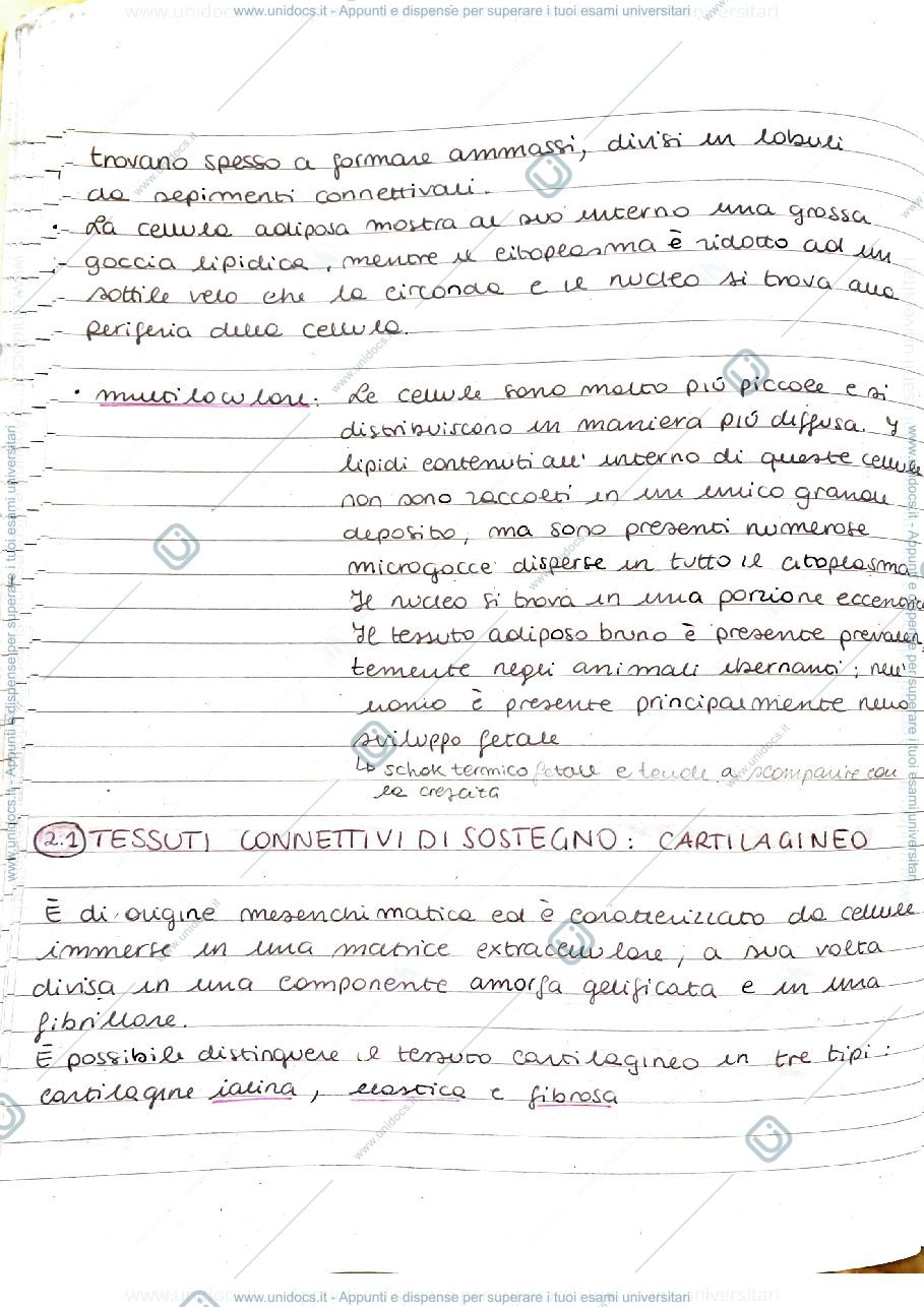 Anteprima pagina 1 — Connettivi