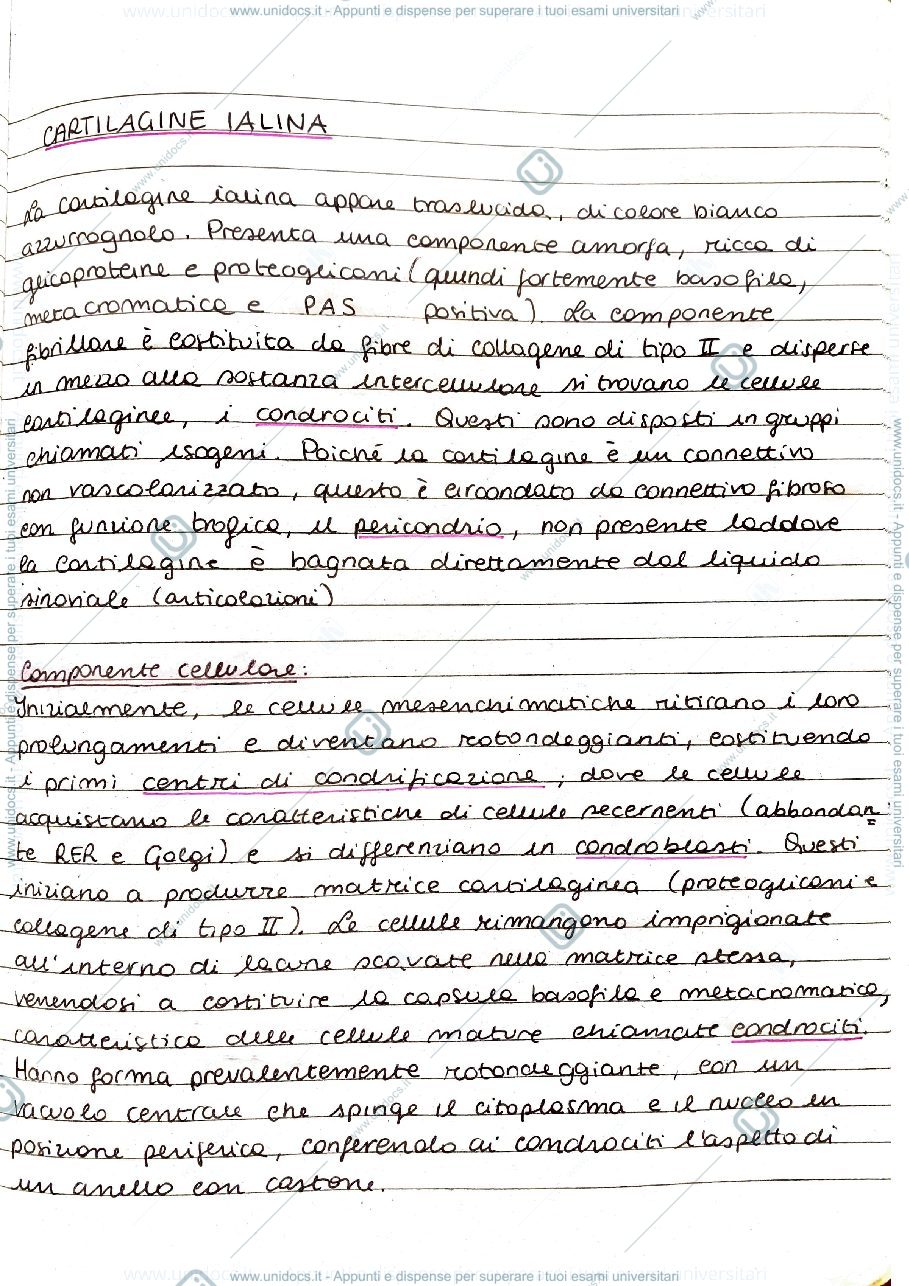Anteprima pagina 2 — Connettivi