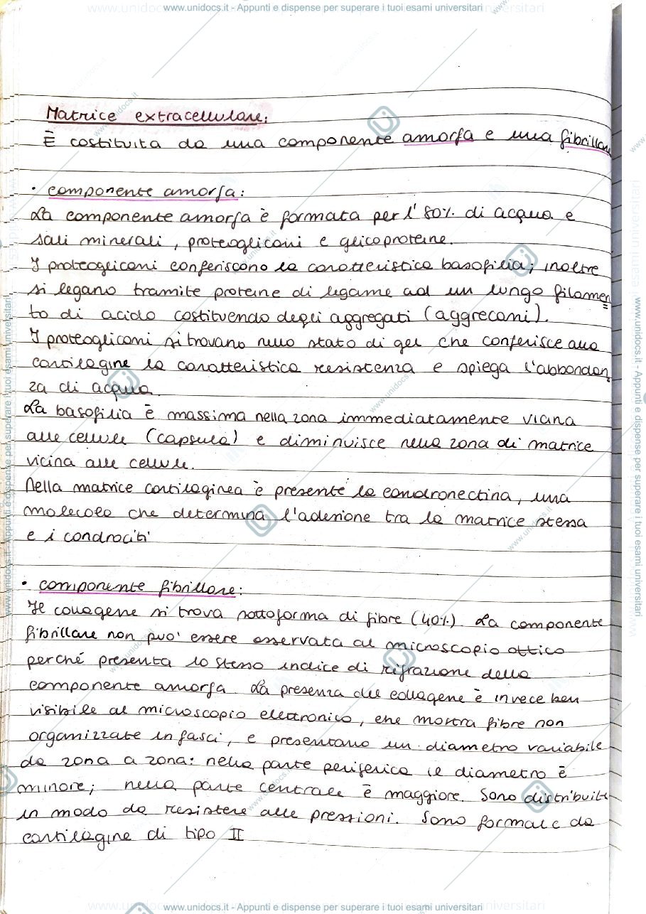 Anteprima pagina 3 — Connettivi