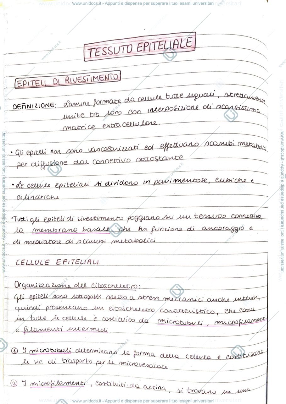 Anteprima pagina 1 — Epitelio di rivestimento 
