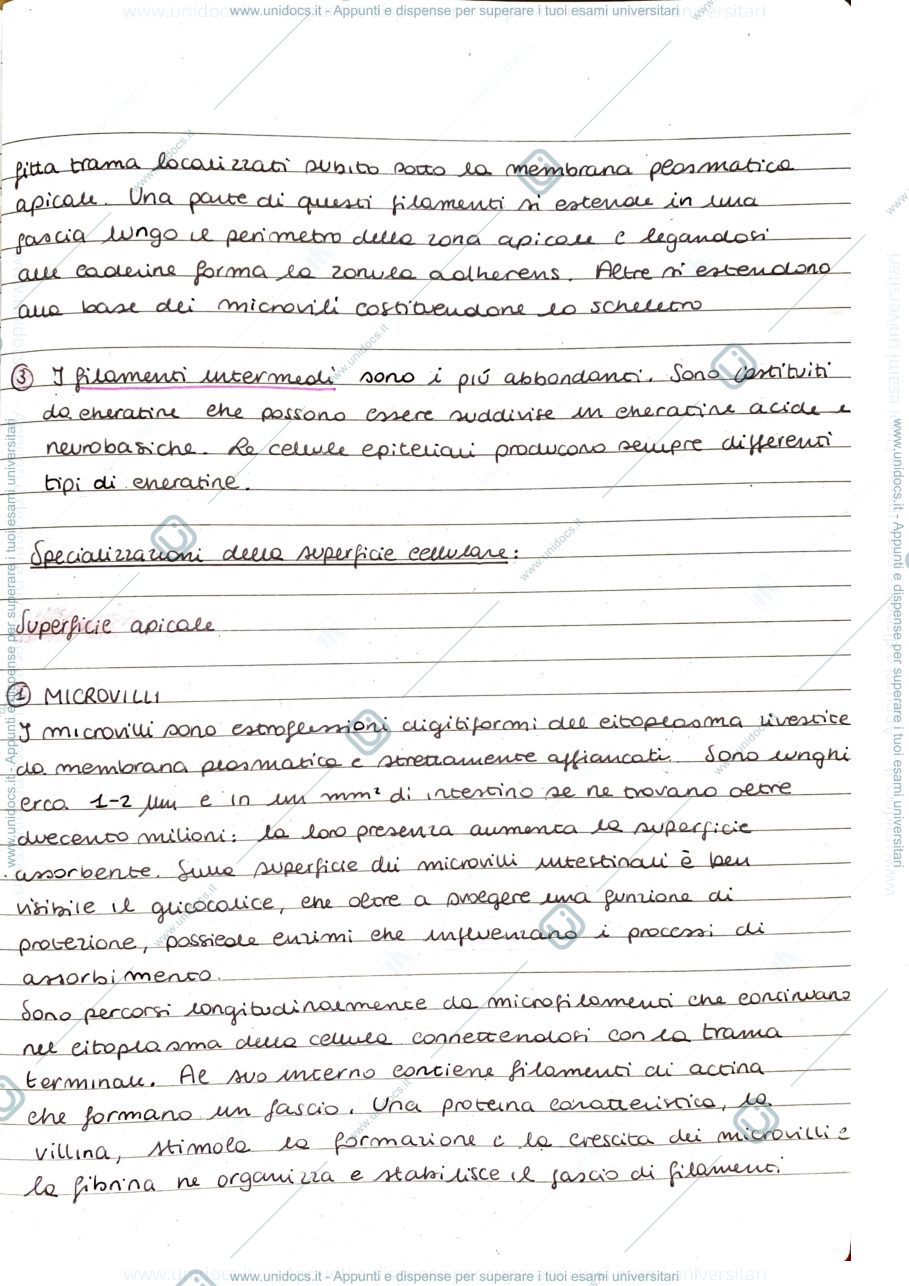 Anteprima pagina 2 — Epitelio di rivestimento 