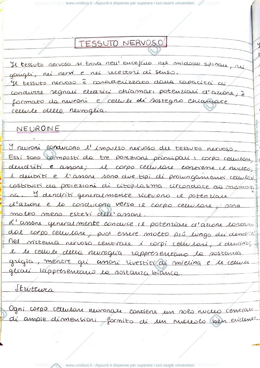 Anteprima pagina 1 — Tessuto Nervoso 