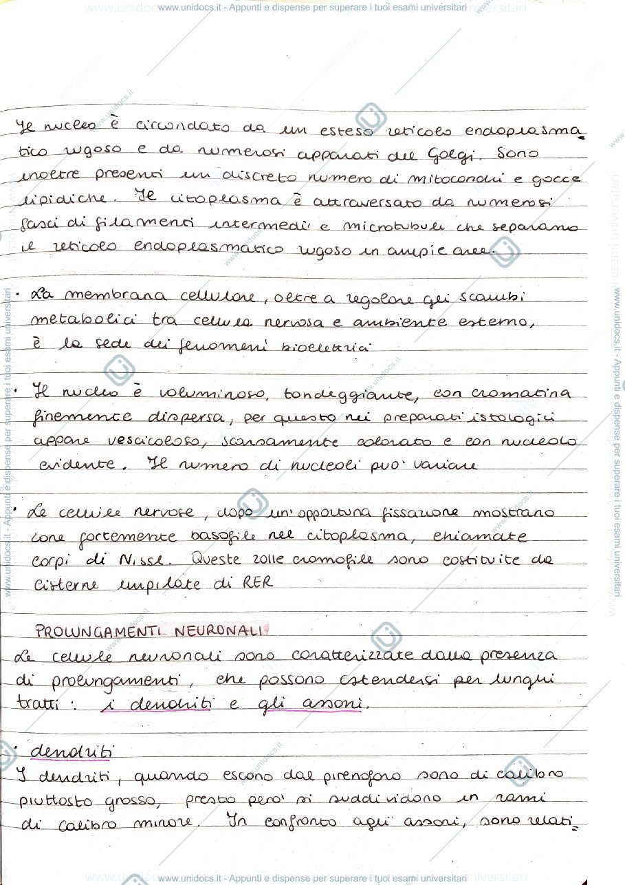 Anteprima pagina 2 — Tessuto Nervoso 