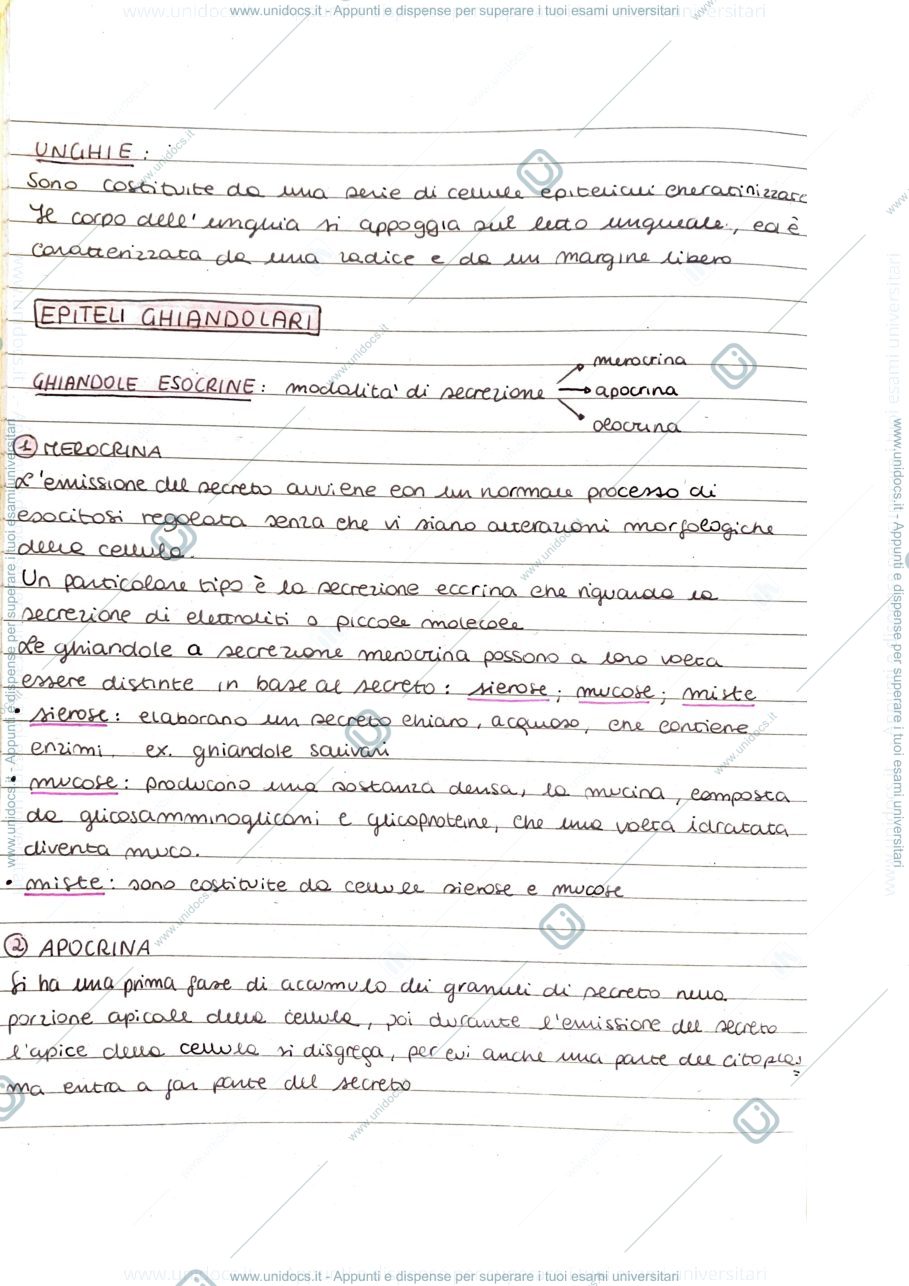 Anteprima pagina 1 — Epitelio ghiandolare