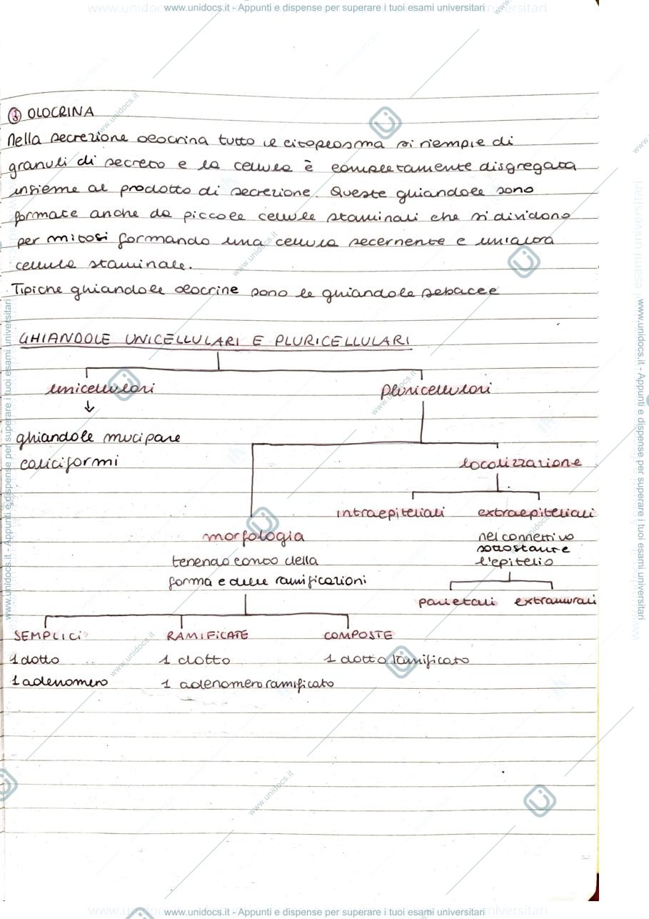 Anteprima pagina 2 — Epitelio ghiandolare
