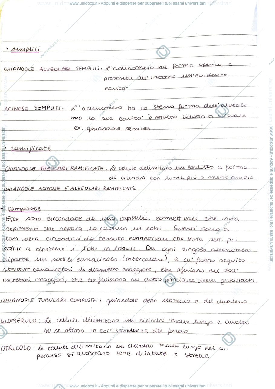 Anteprima pagina 3 — Epitelio ghiandolare