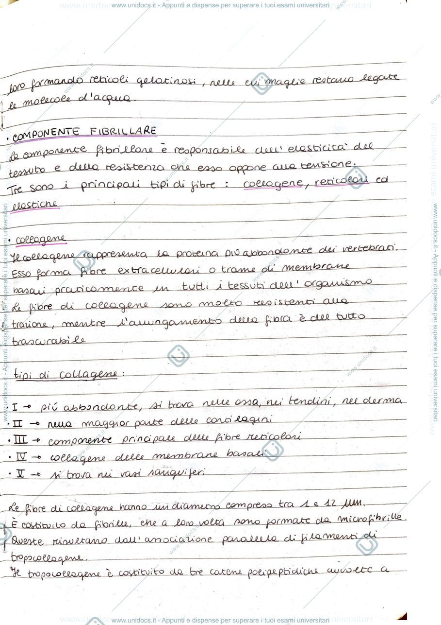 Anteprima pagina 2 — Connettivi