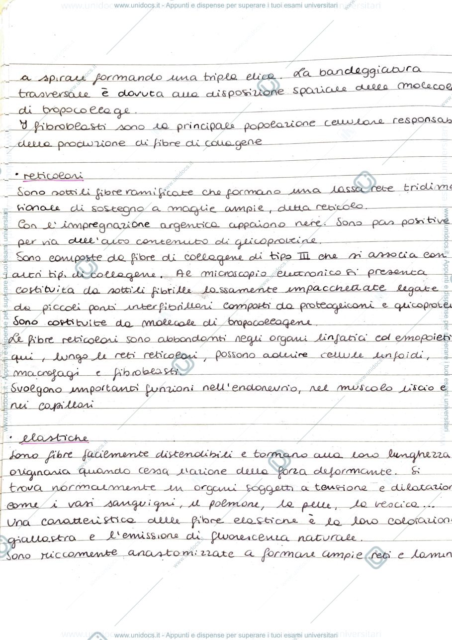 Anteprima pagina 3 — Connettivi