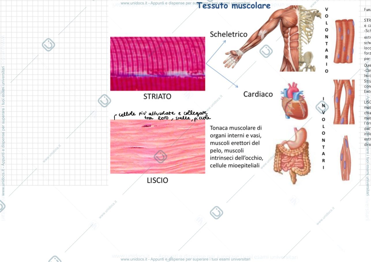 Anteprima pagina 1 — Tessuto muscolare