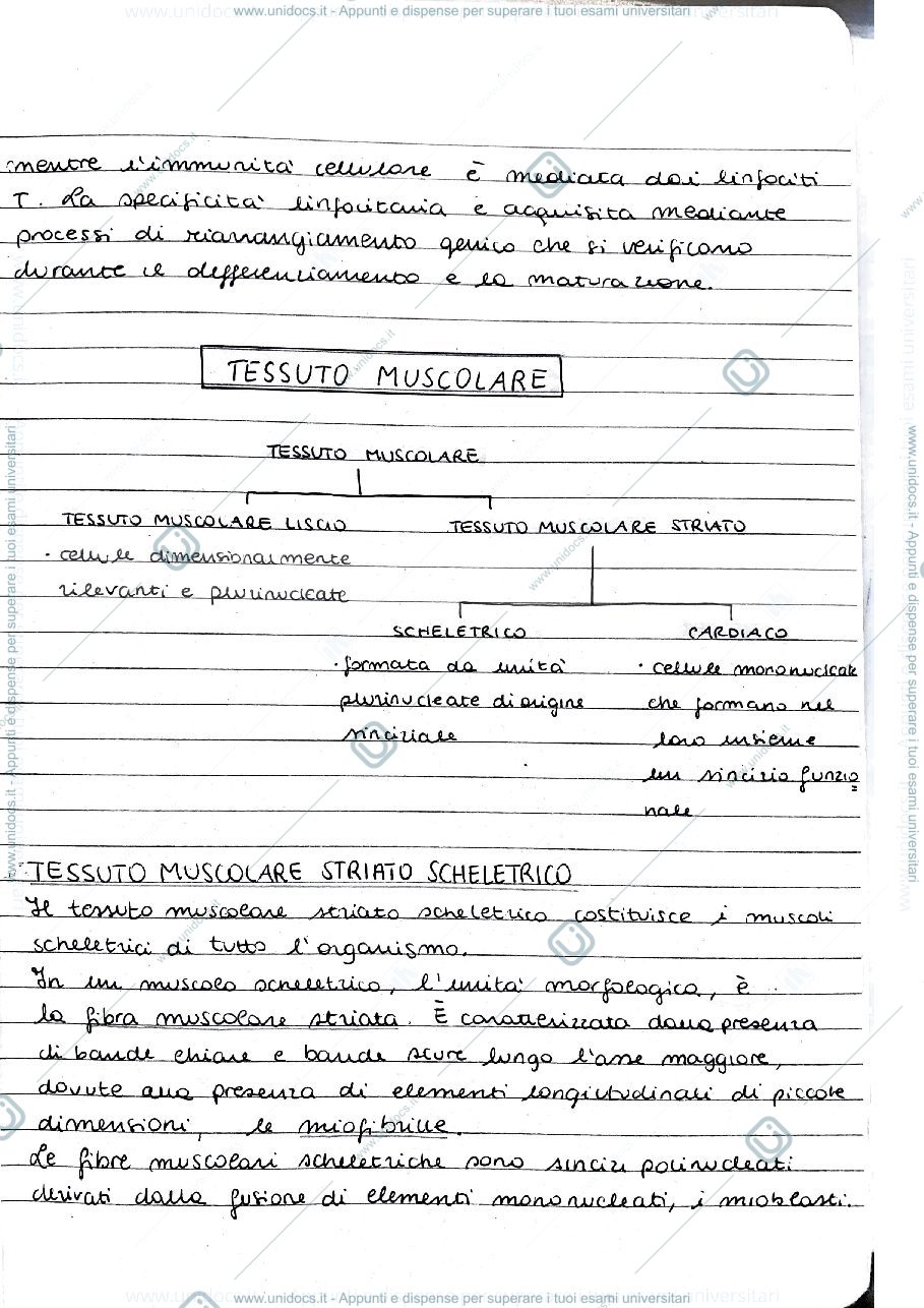 Anteprima pagina 1 — Tessuto Muscolare 