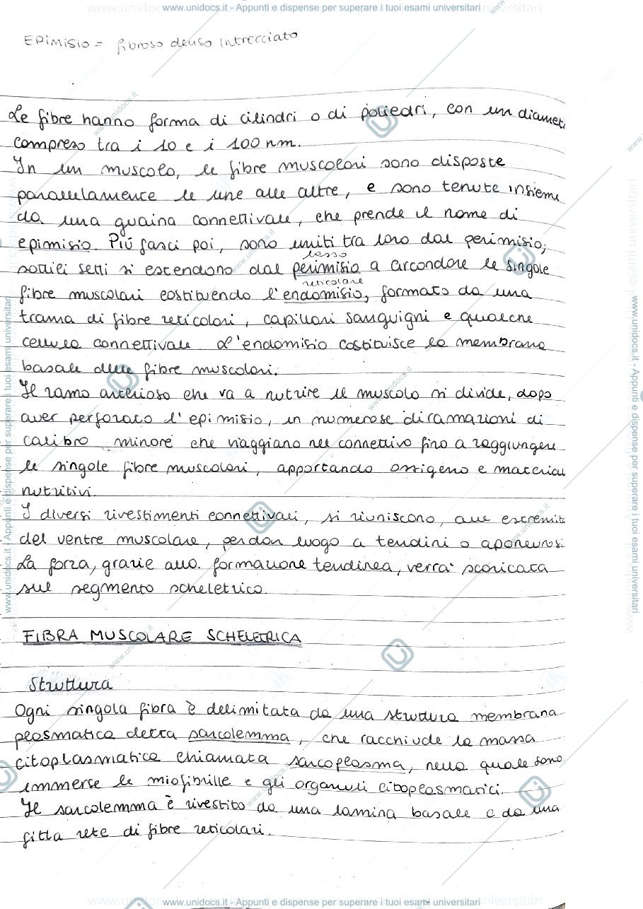 Anteprima pagina 2 — Tessuto Muscolare 