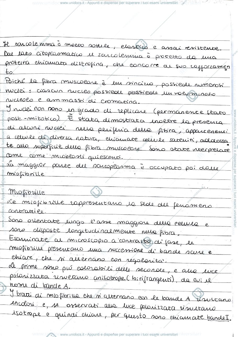 Anteprima pagina 3 — Tessuto Muscolare 
