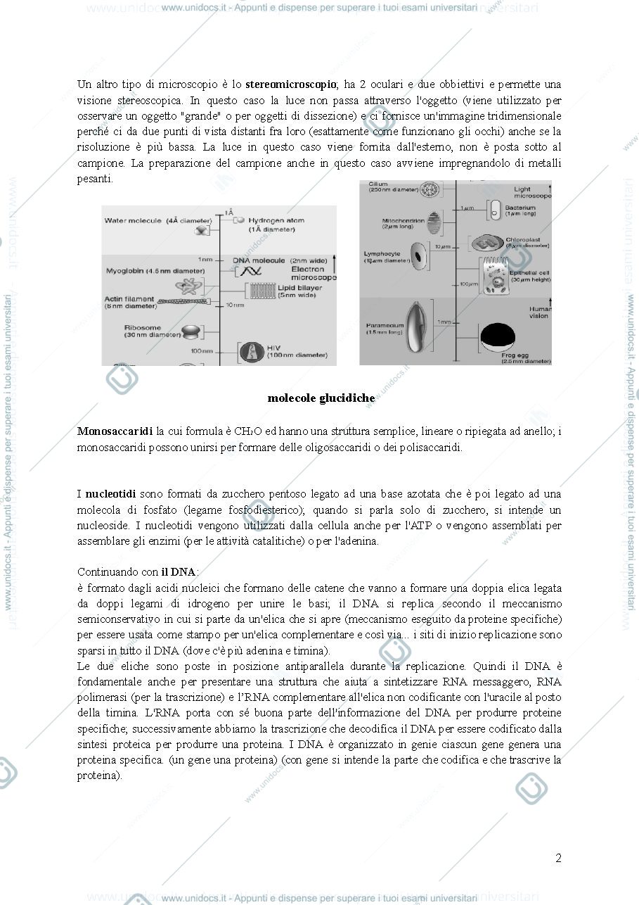 Anteprima pagina 2 — riassunto citologia