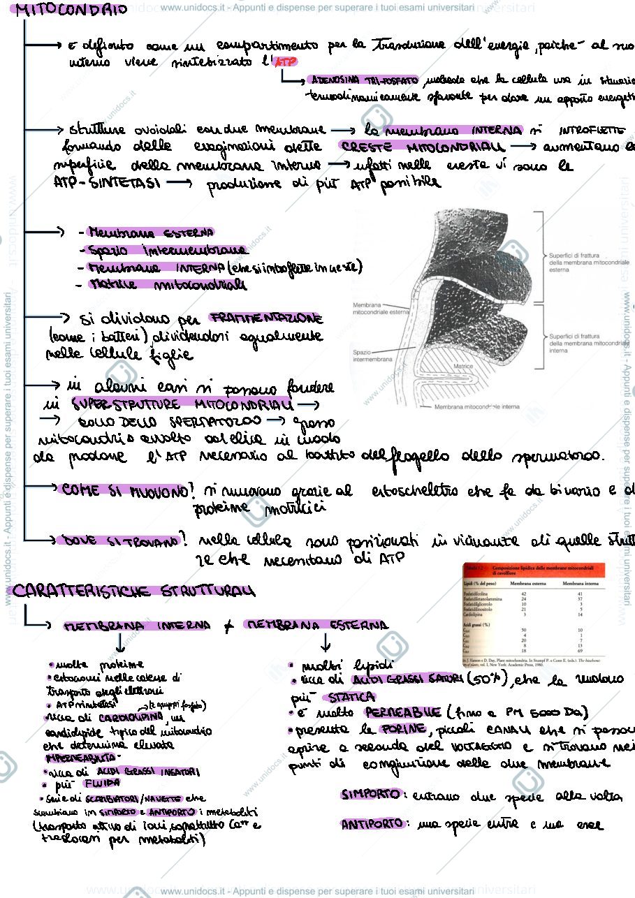 Anteprima pagina 1 — Mitocondrio