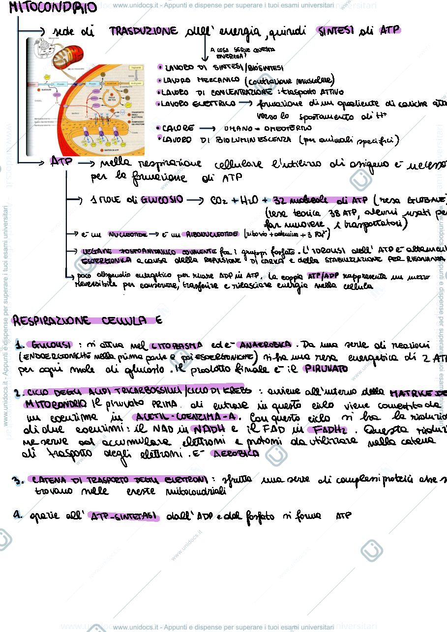 Anteprima pagina 2 — Mitocondrio