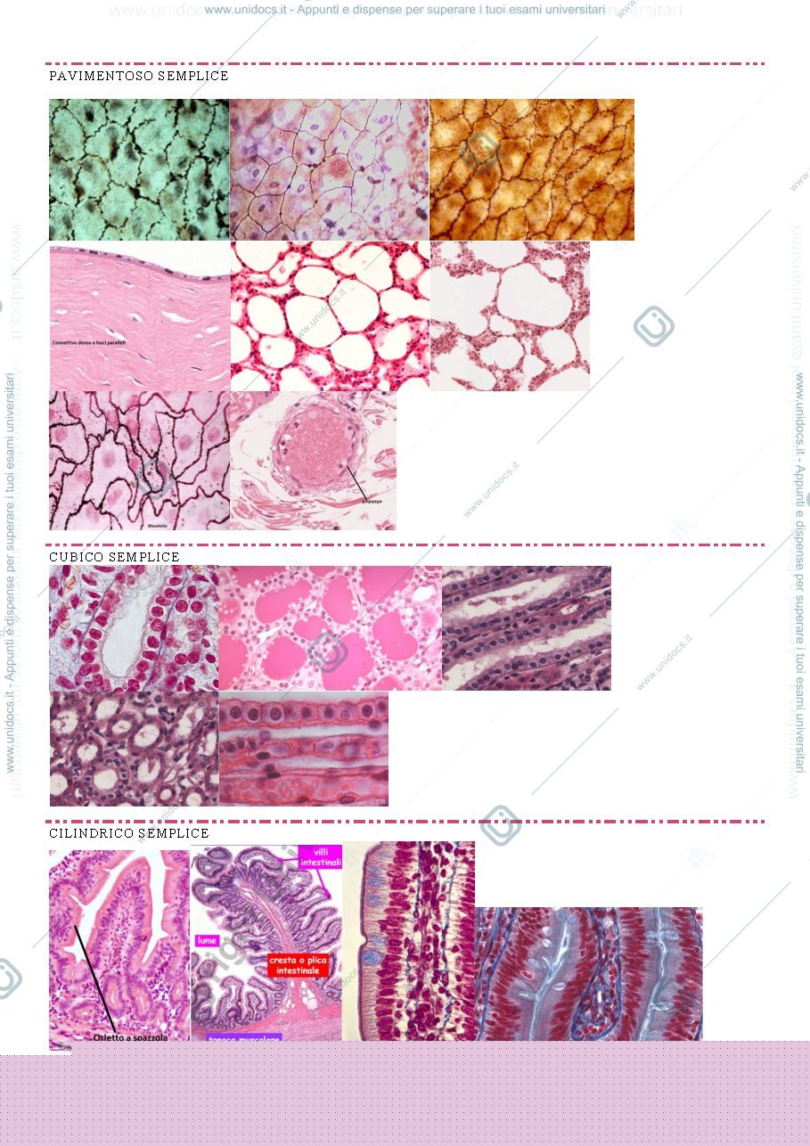 Anteprima pagina 1 — vetrini slide- t.epiteliale