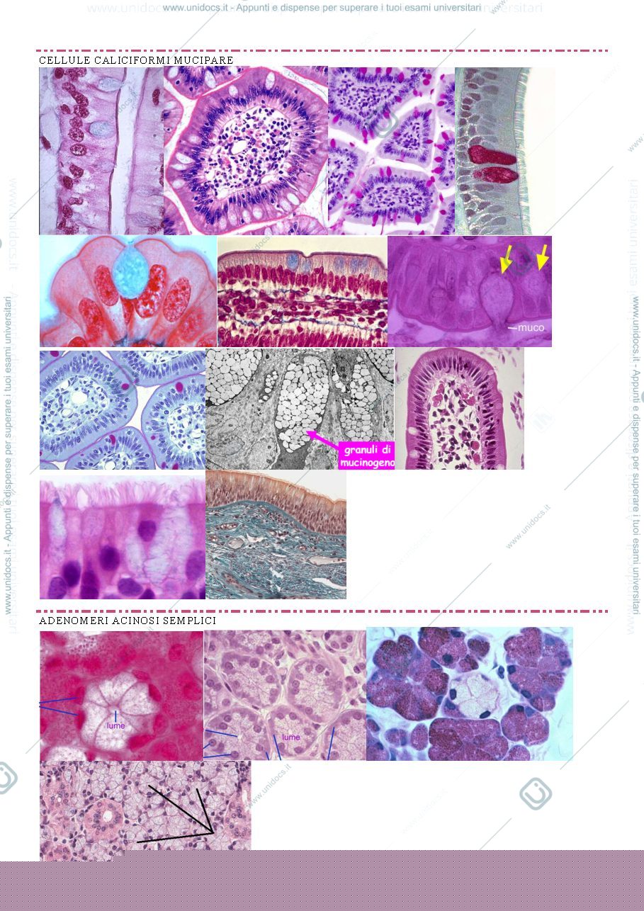 Anteprima pagina 1 — vetrini slide- ghiandole