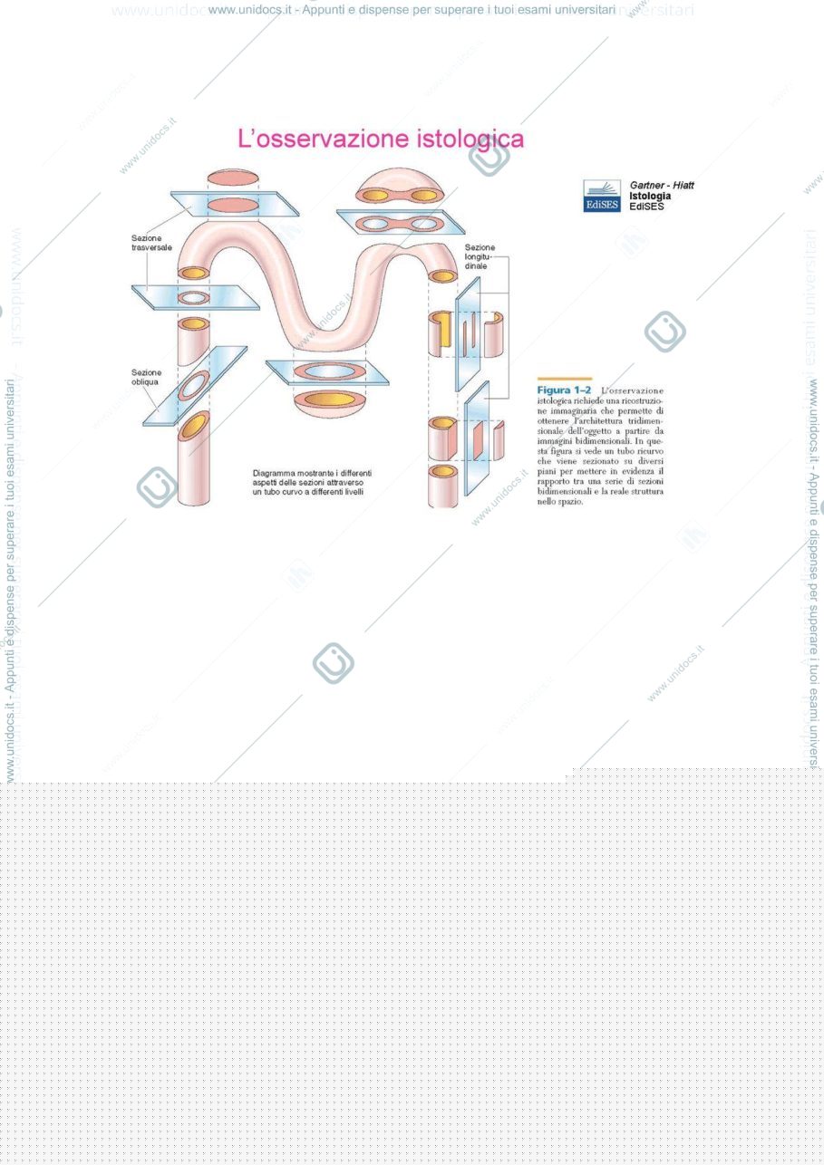 Anteprima pagina 3 — tessuti epiteliali