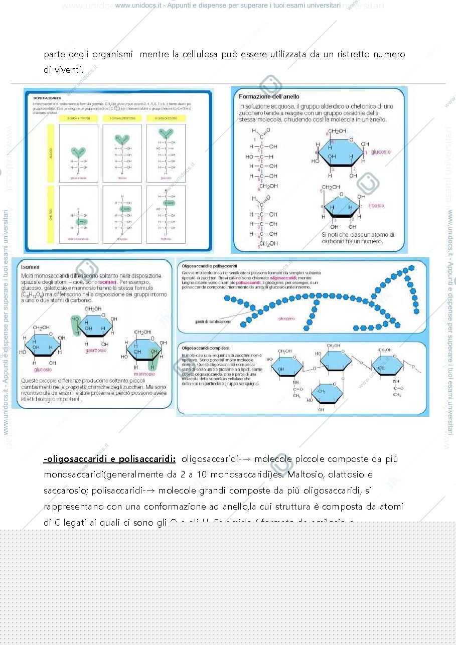 Anteprima pagina 5 — Appunti integrati con libro del programma di Citologia del Prof. Andreazzoli