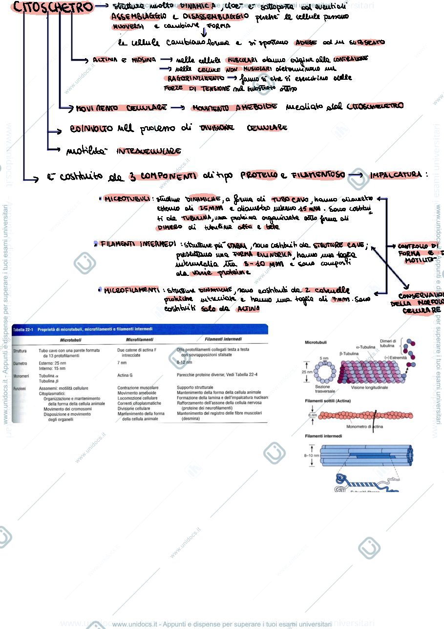 Anteprima pagina 1 — Citoscheletro
