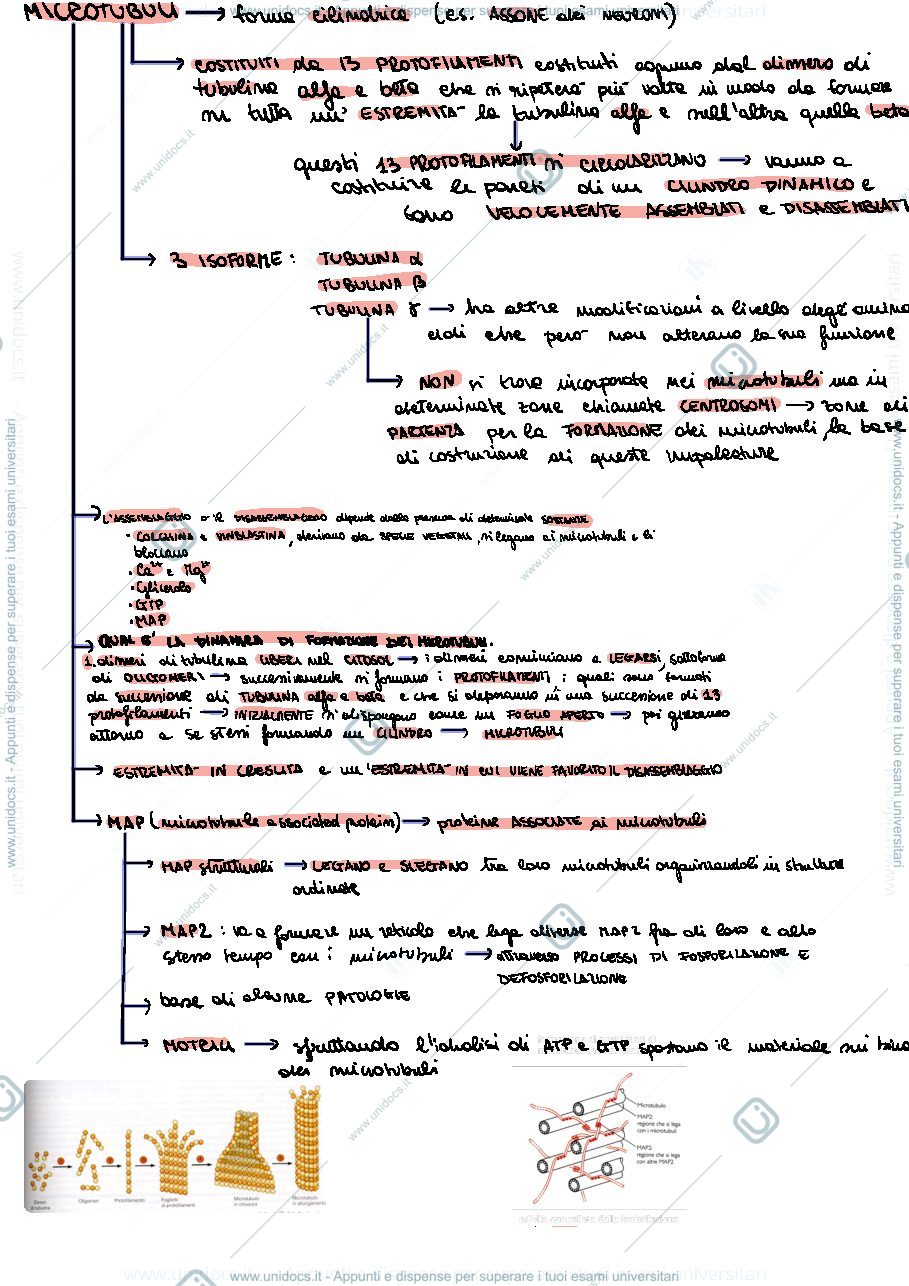 Anteprima pagina 2 — Citoscheletro