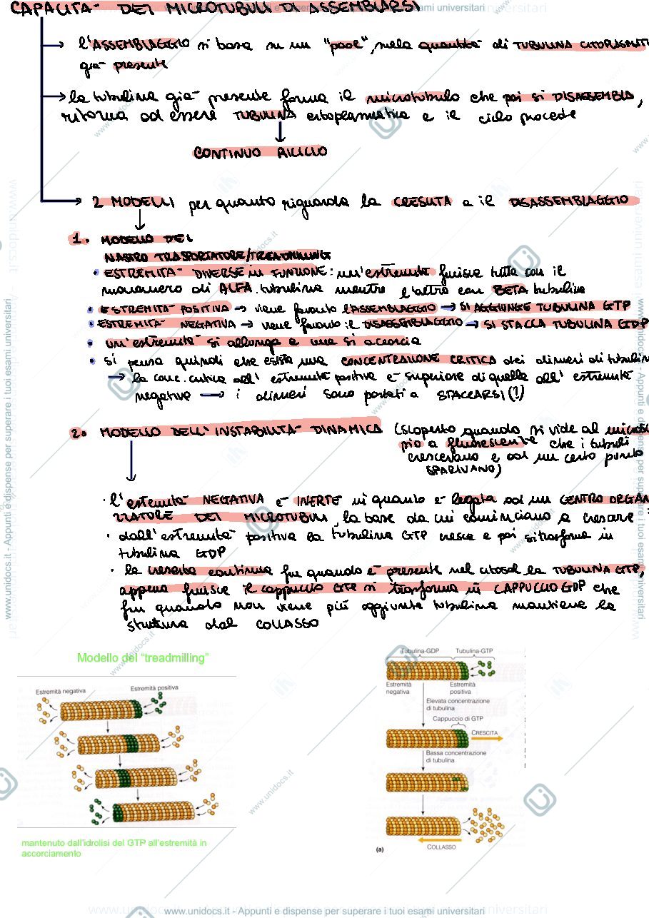 Anteprima pagina 3 — Citoscheletro