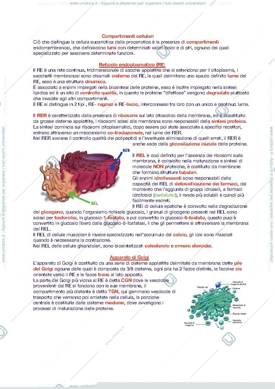 Anteprima pagina 1 — Sistema endomembrane