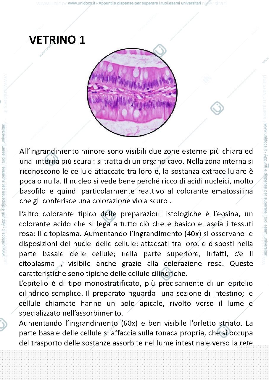 Anteprima pagina 1 — Citologia