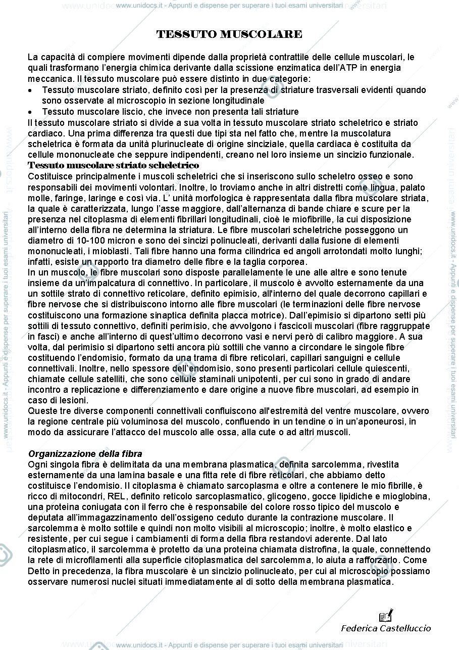 Anteprima pagina 1 —  ISTOLOGIA tessuto muscolare