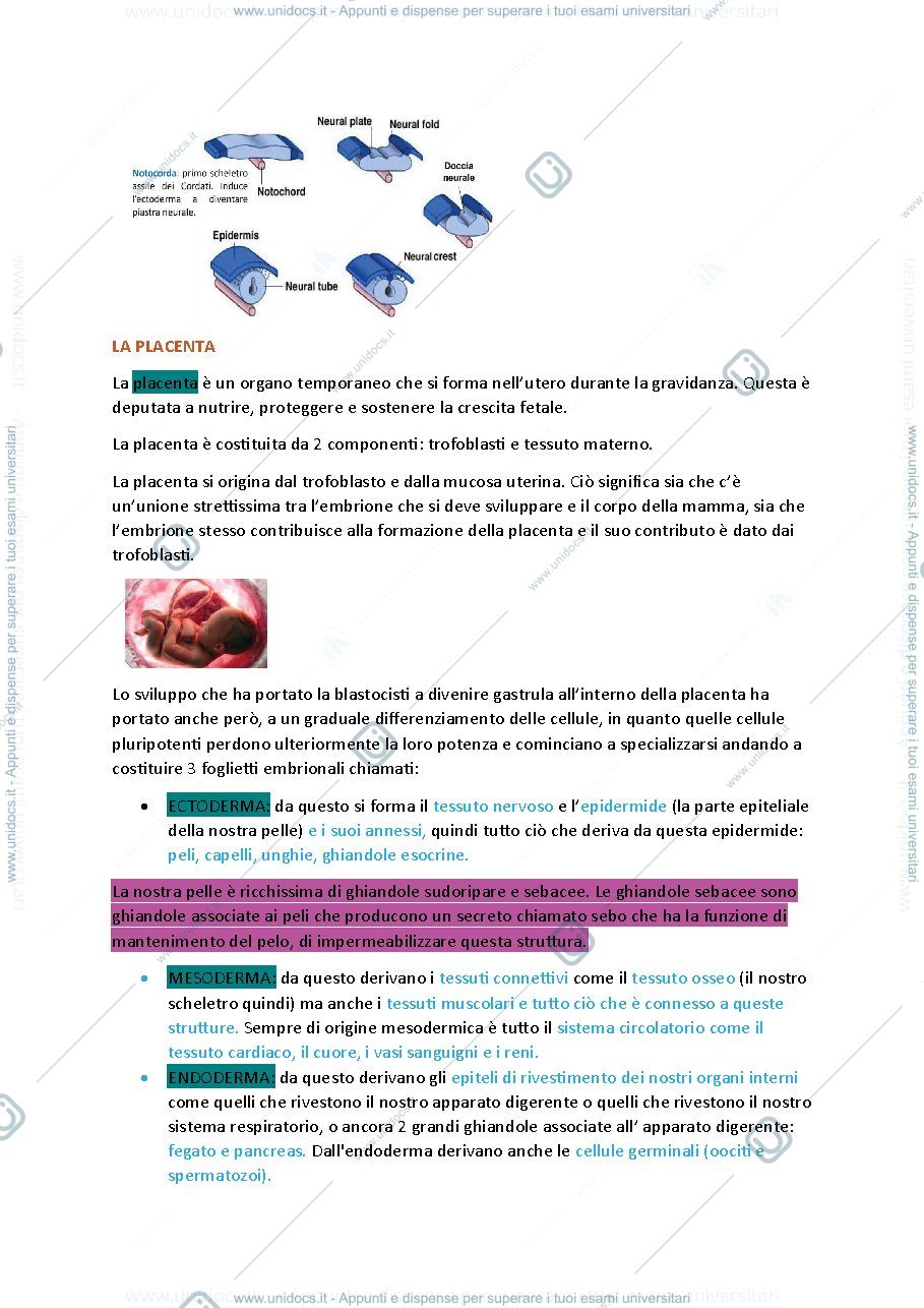 Anteprima pagina 5 — Istologia