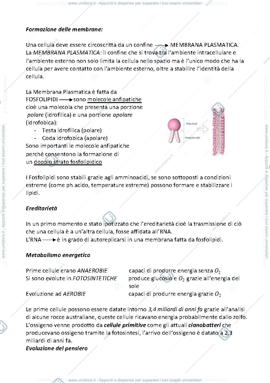Anteprima pagina 3 — Appunti Citologia