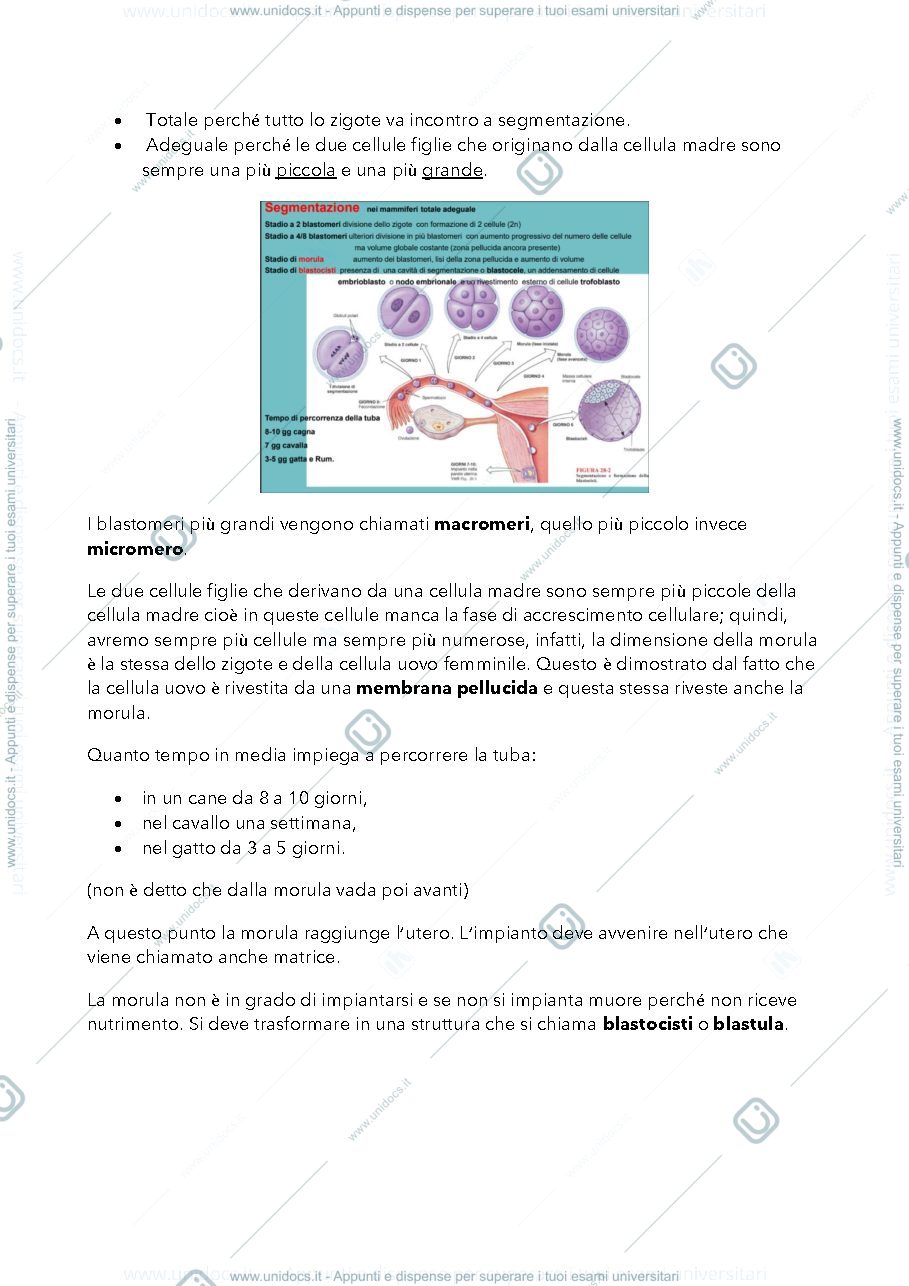 Anteprima pagina 2 — Embriologia