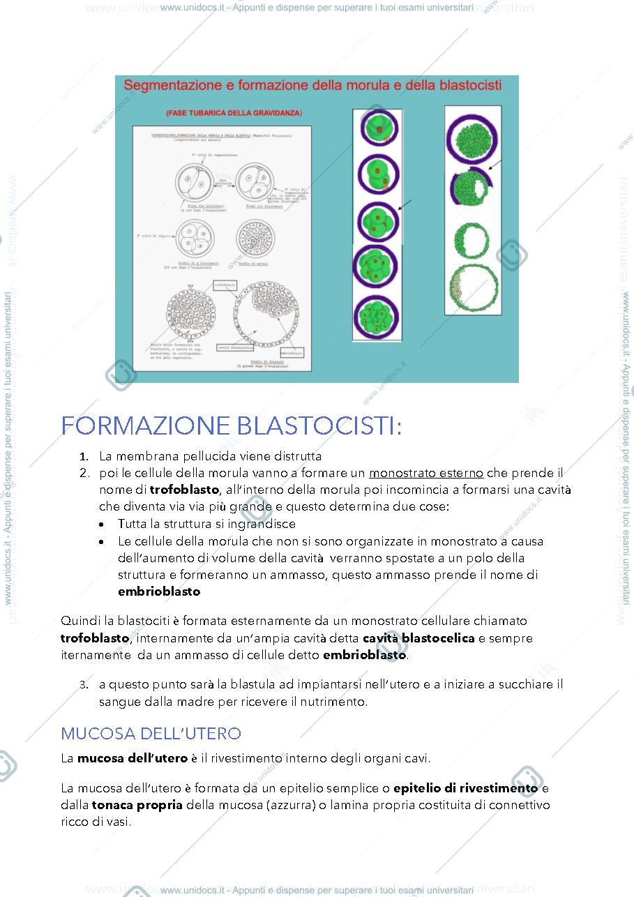 Anteprima pagina 3 — Embriologia