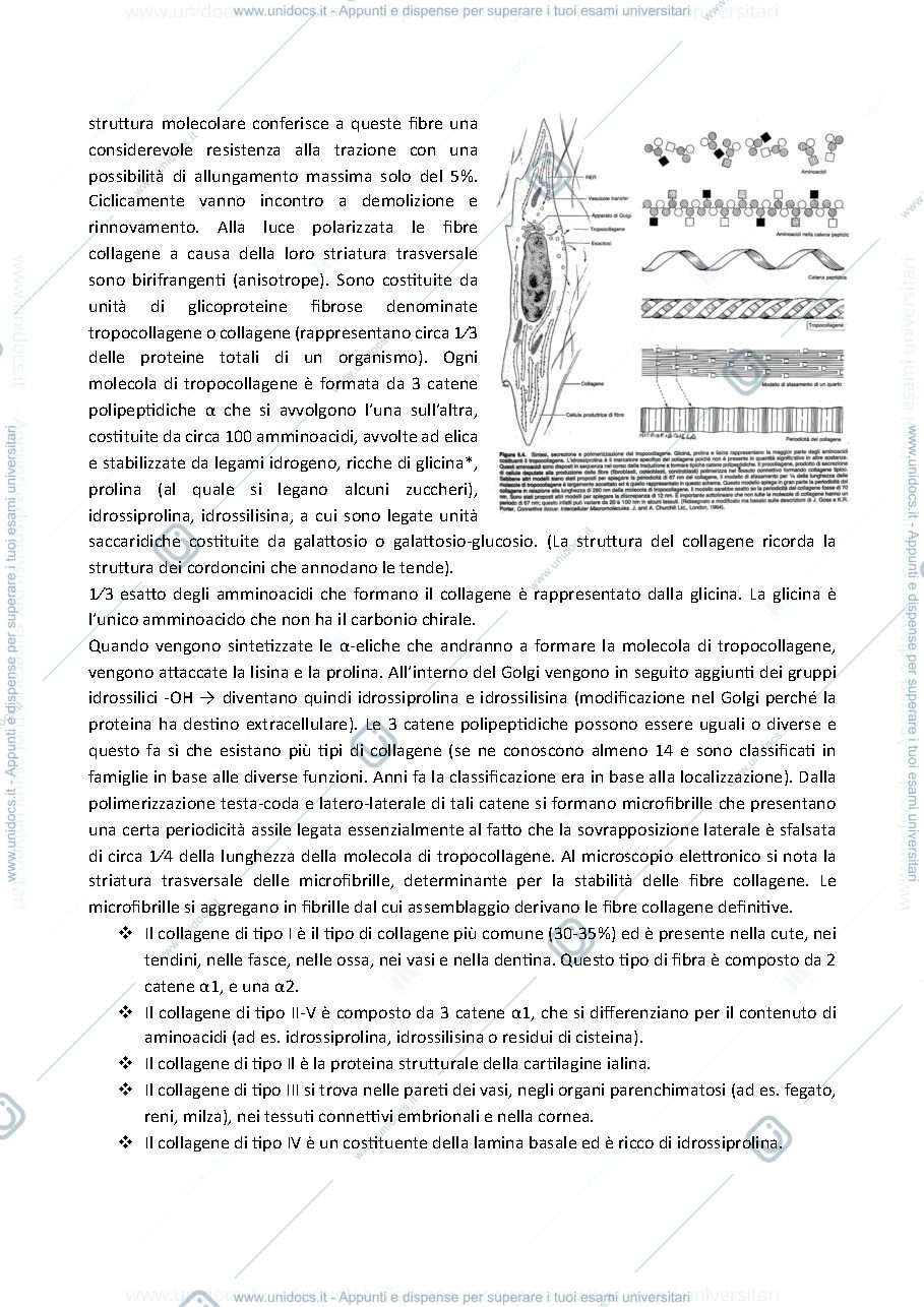 Anteprima pagina 3 — tessuti connettivi