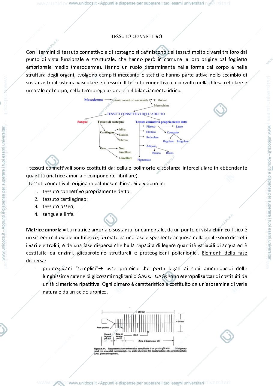 Anteprima pagina 1 — tessuti connettivi 