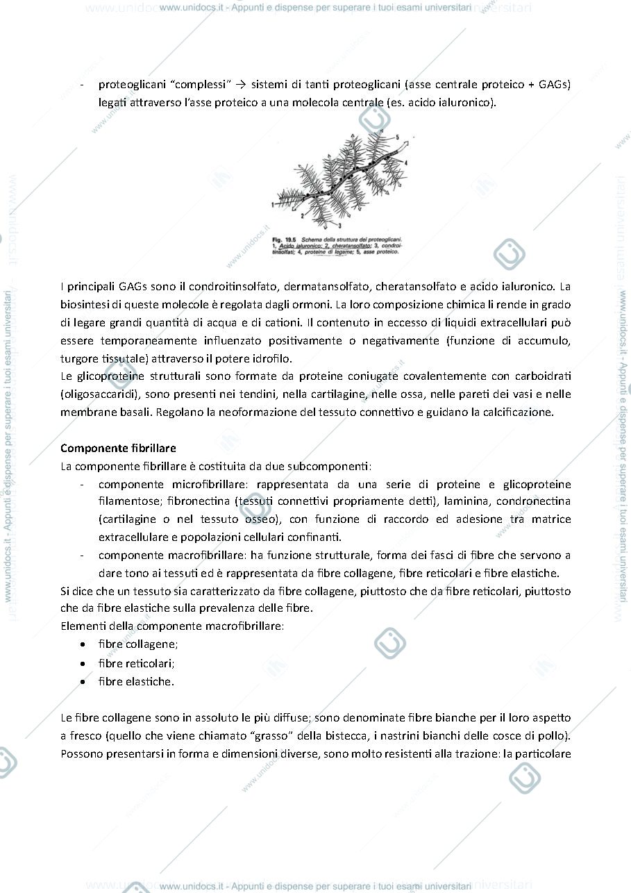 Anteprima pagina 2 — tessuti connettivi 