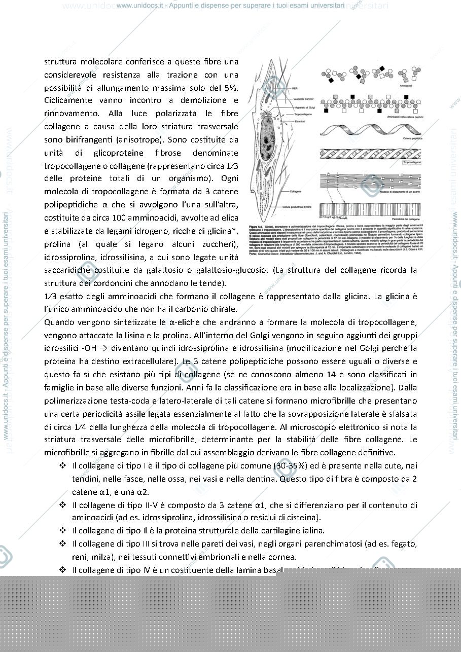 Anteprima pagina 3 — tessuti connettivi 