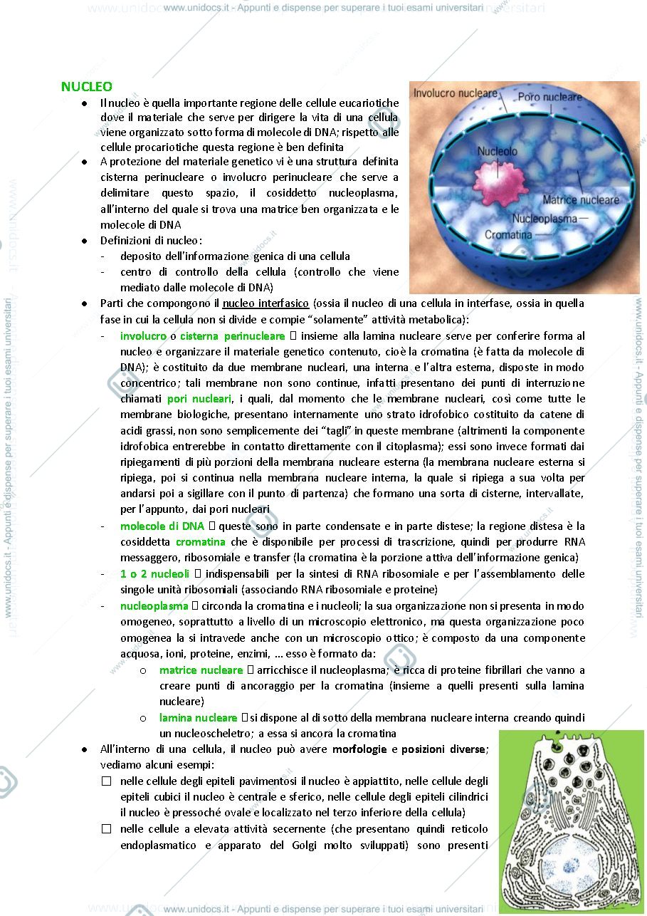 Anteprima pagina 1 — nucleo