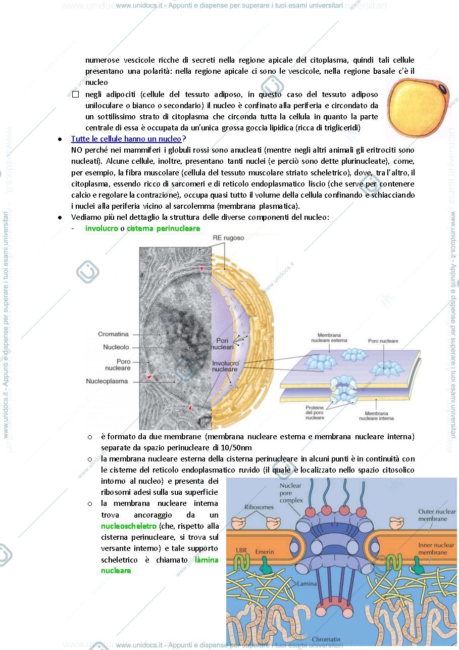 Anteprima pagina 2 — nucleo
